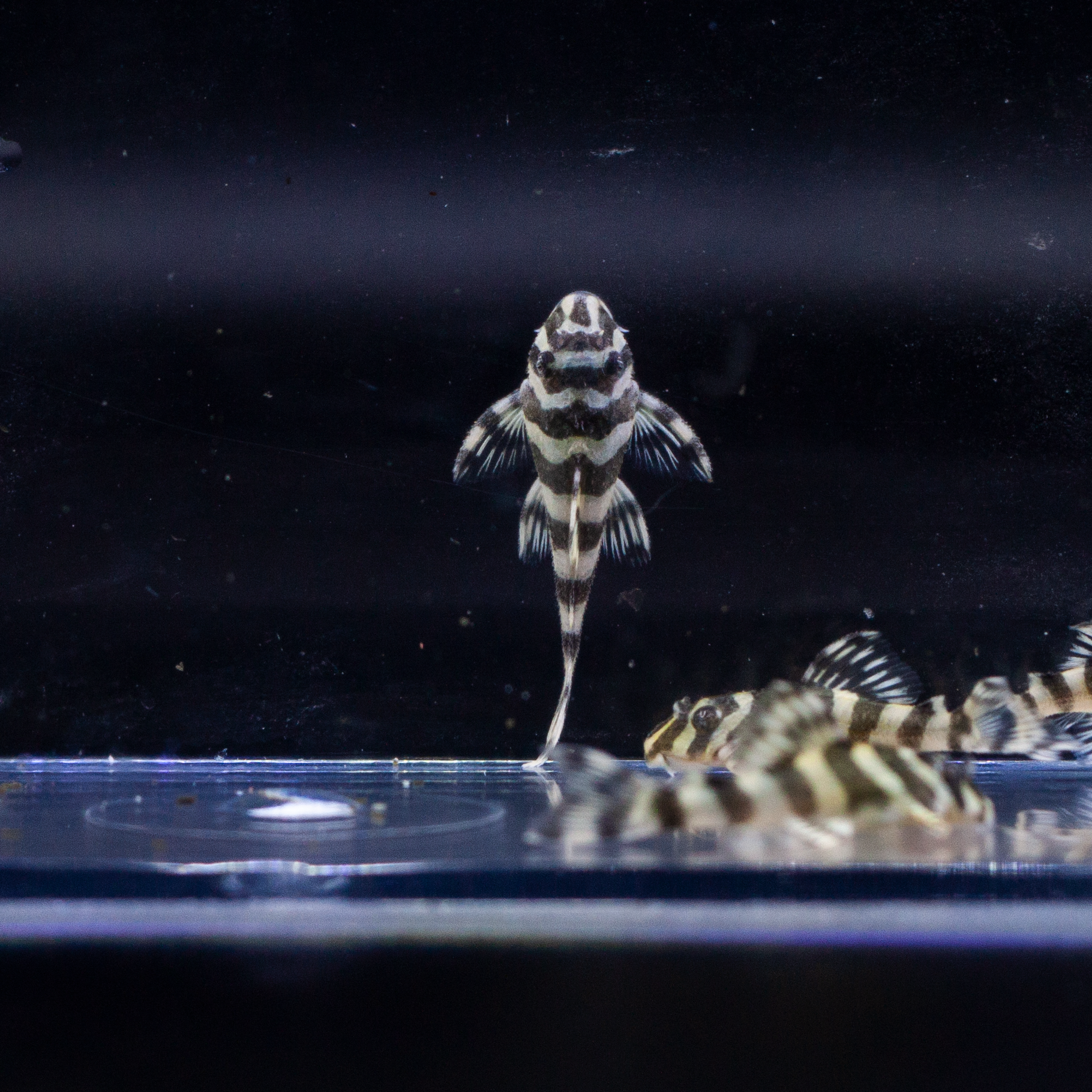 Leopard Frog Pleco (L134) | Ryan's Fish Shop