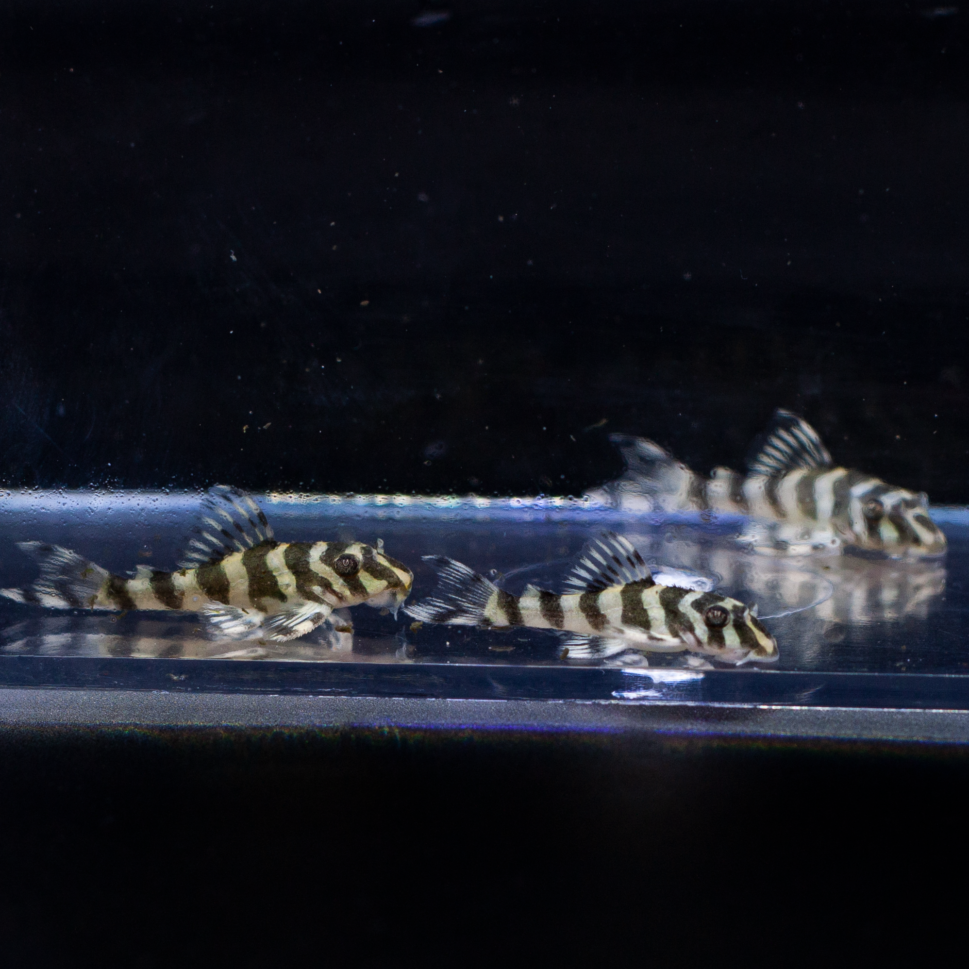 Leopard Frog Pleco (L134) | Ryan's Fish Shop